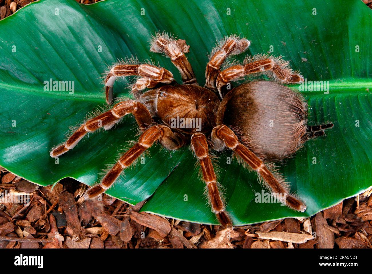 Black blue-rayed giant tarantula (Pamphobeteus platyomma) (Vitalius platyomma), Tarantula Columbia giant tarantula, Tarantula Stock Photo