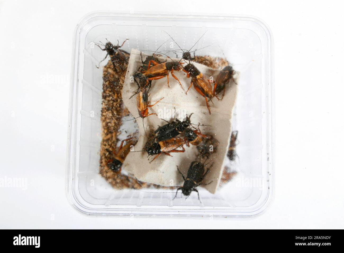 House Crickets (Acheta domestica) Stock Photo