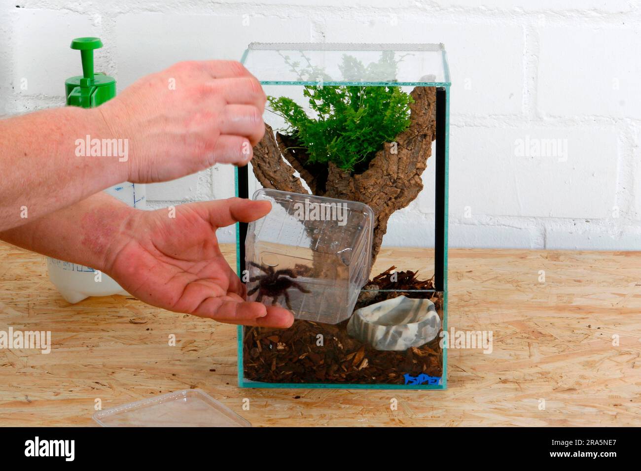 Terrarium for tarantula is set up, tarantula is inserted Stock Photo