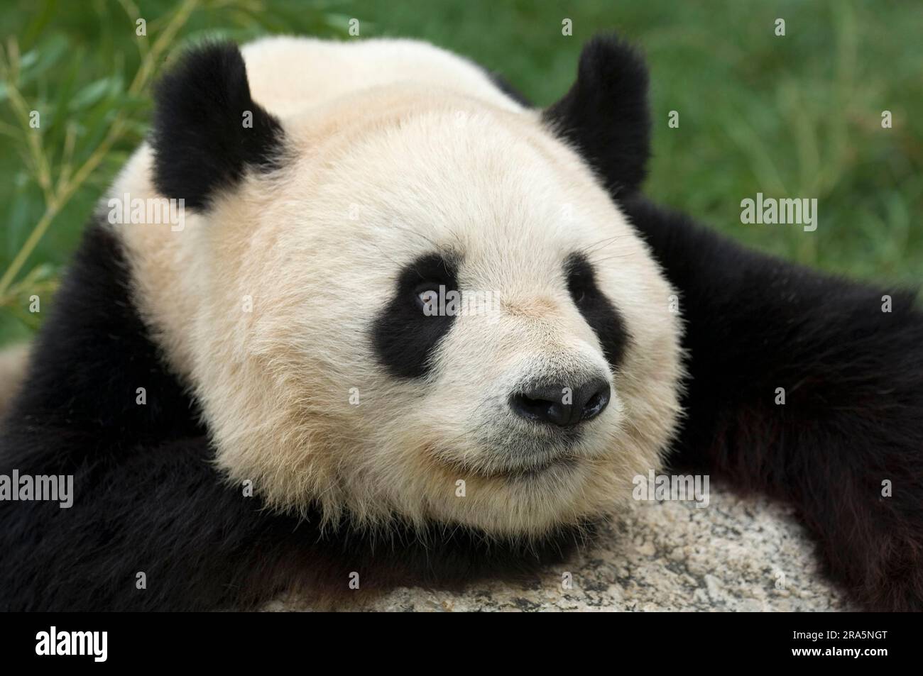 Giant Panda (Ailuropoda melanoleuca) Stock Photo