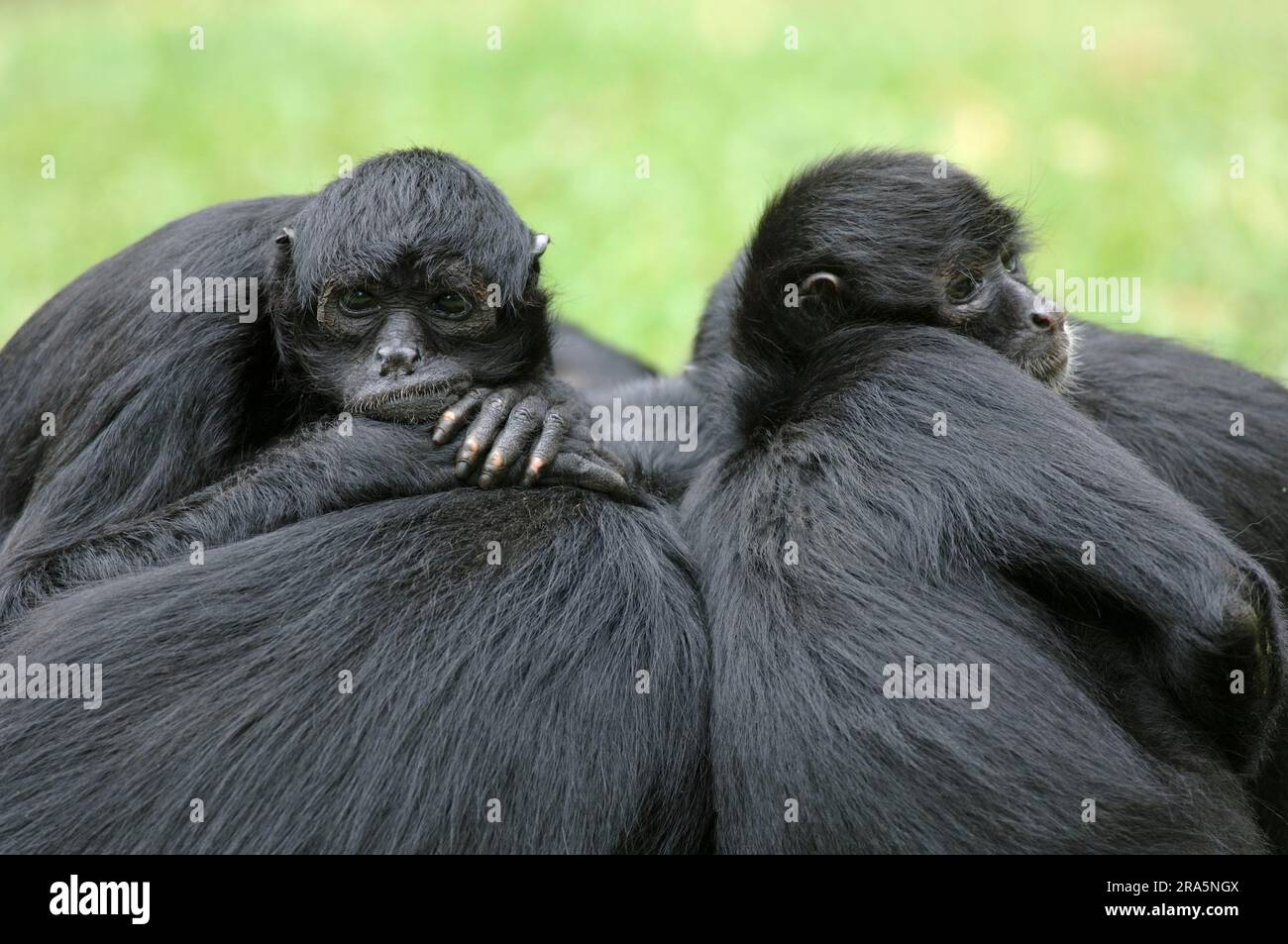 Colombian black spider monkeys (Ateles fusciceps robustus Stock Photo