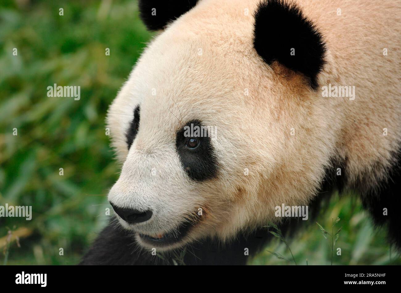 Giant Panda (Ailuropoda melanoleuca) Stock Photo