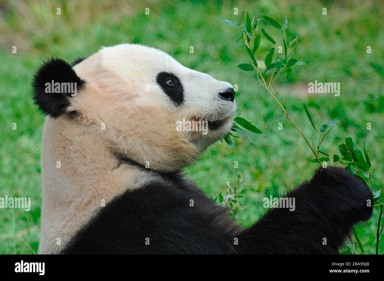 Giant Panda (Ailuropoda melanoleuca), bamboo bear, lateral, profile ...