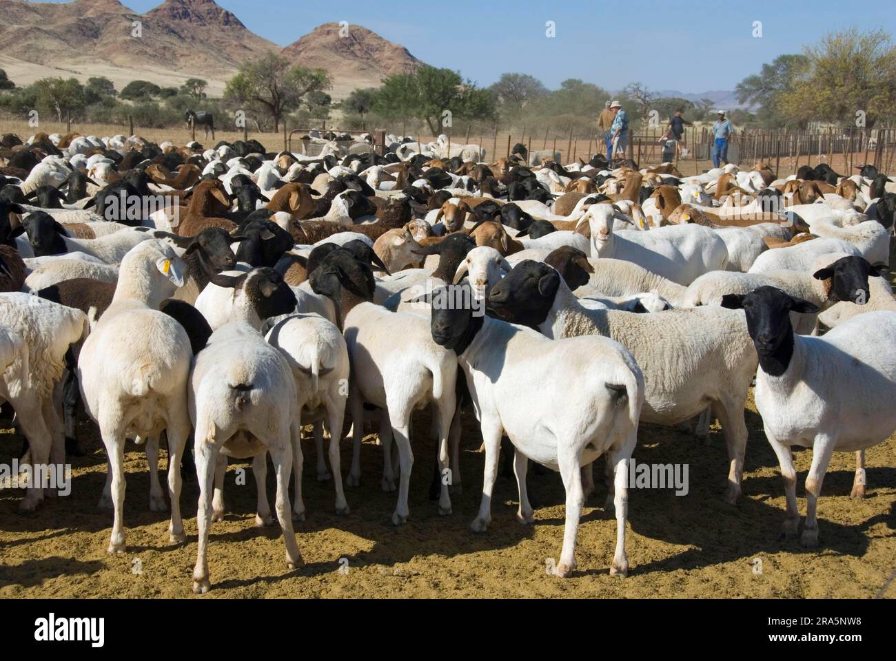 Domestic sheep, e, flock of sheep, Namibia Stock Photo Alamy