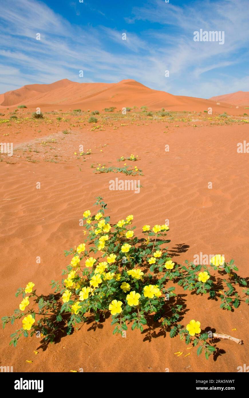 Sand dune, Earth burr thorn (Tribulus terrestris), Sense weed, Yoke-leaf family, Zygophyllaceae, Namibia Stock Photo