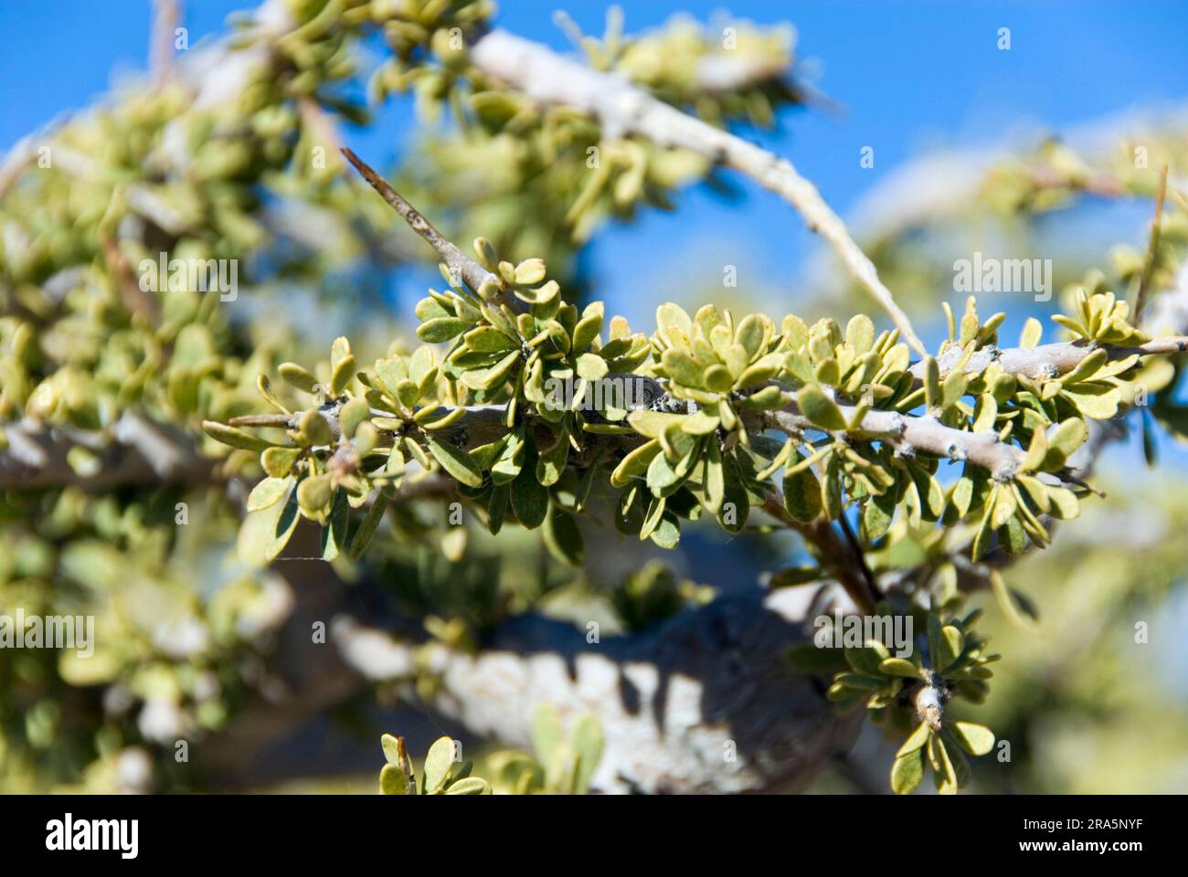 Stinking Bush, stink shepherd's tree (Boscia foetida), Stinking
