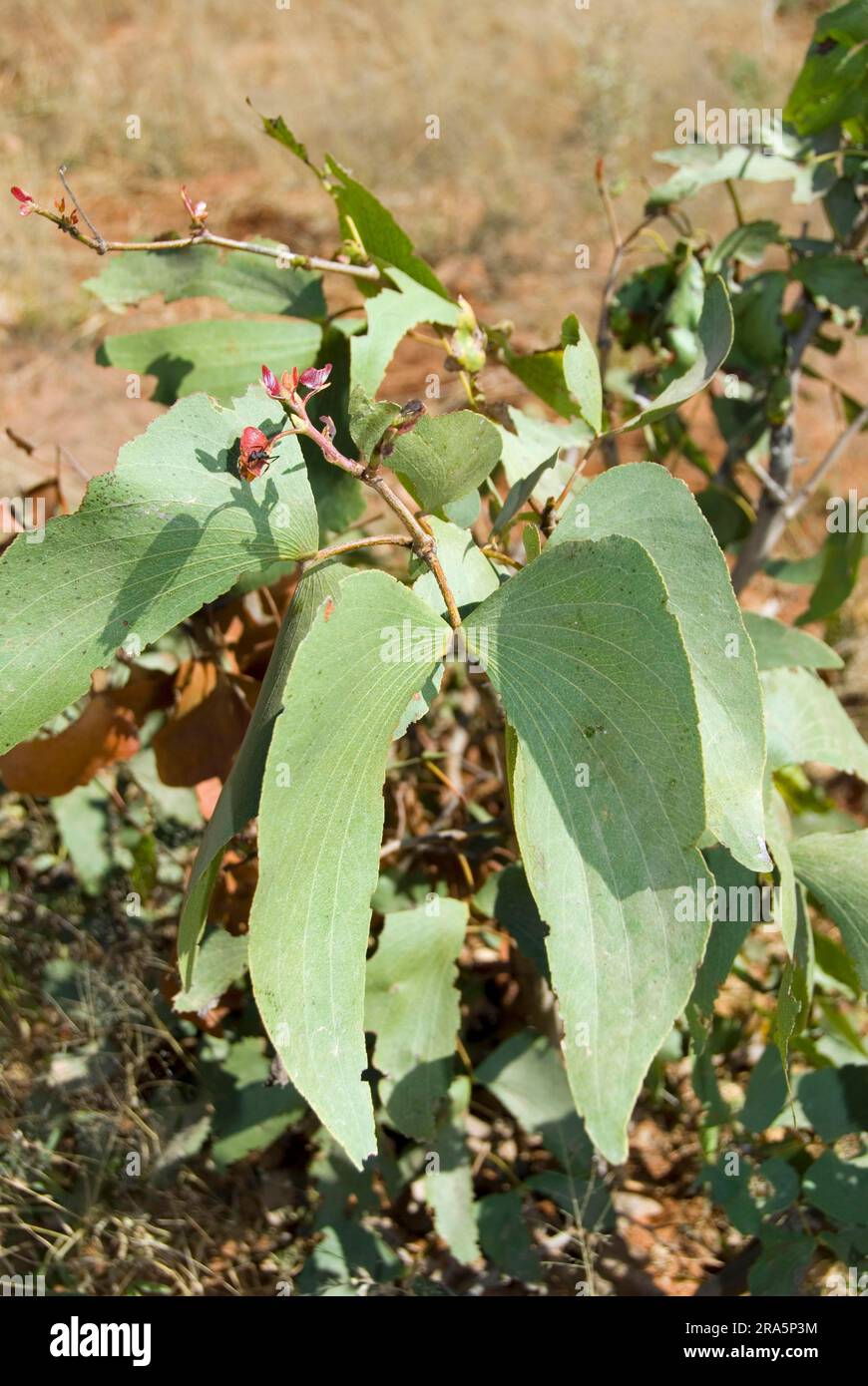 Mopane (Colophospermum mopane) Tree, Namibia Stock Photo