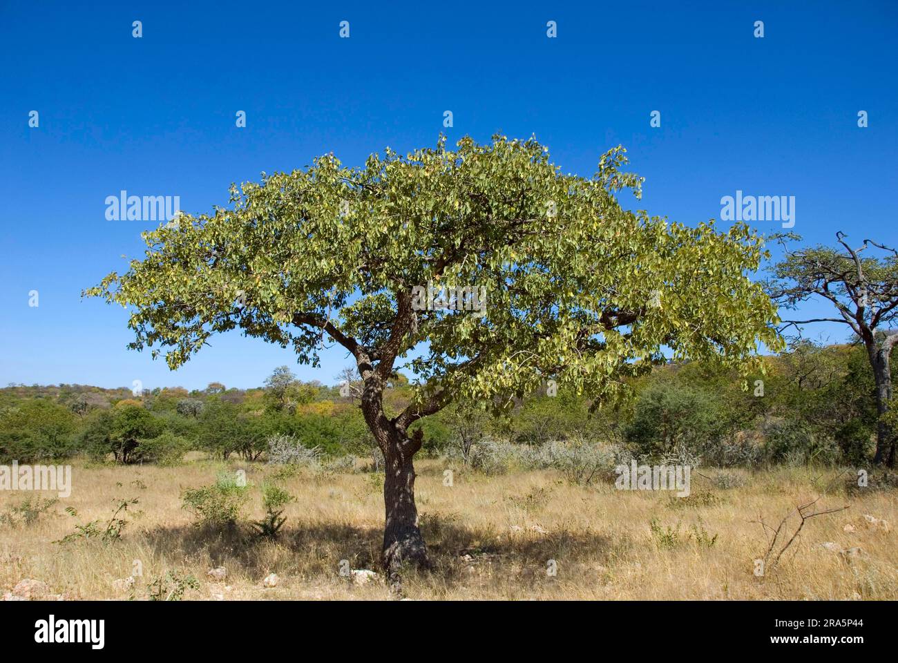 Mopane (Colophospermum mopane) Tree, Namibia Stock Photo