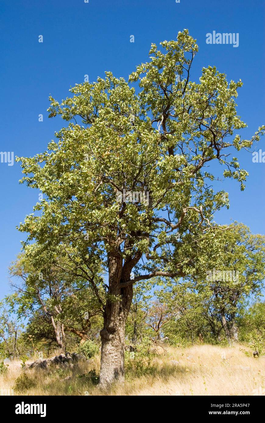 Mopane (Colophospermum mopane) Tree, Namibia Stock Photo