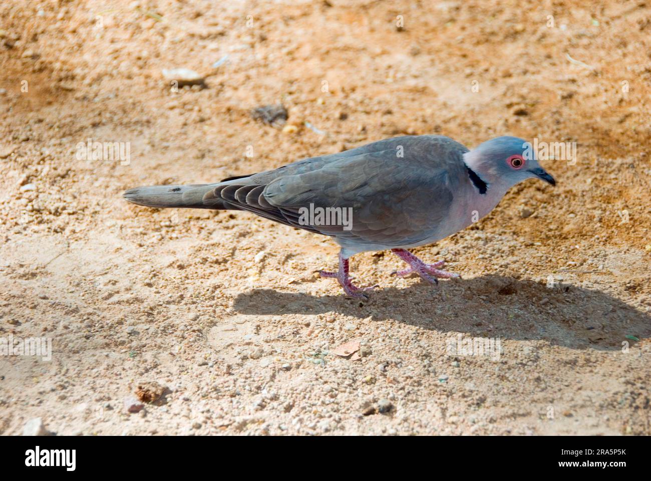 Redeyed dove (Streptopelia semitorquata), lateral, Namibia Stock Photo