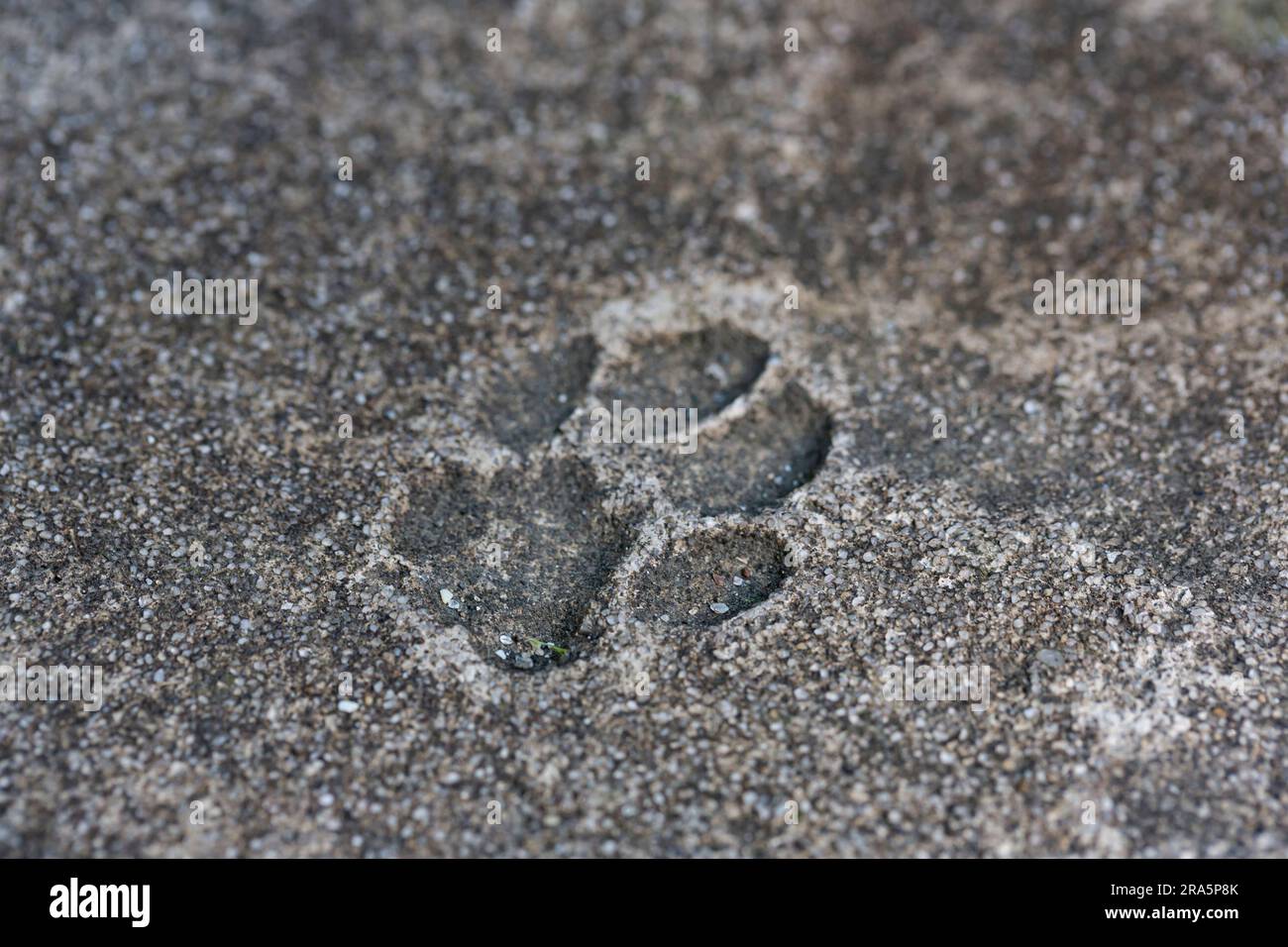 Cat's paw prints on asphalt. the imprint of the cat's paw is frozen