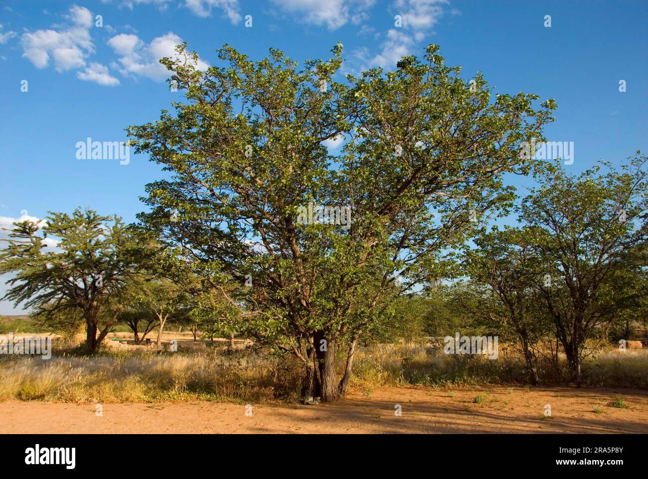 Mopane (Colophospermum mopane) Tree, Namibia Stock Photo