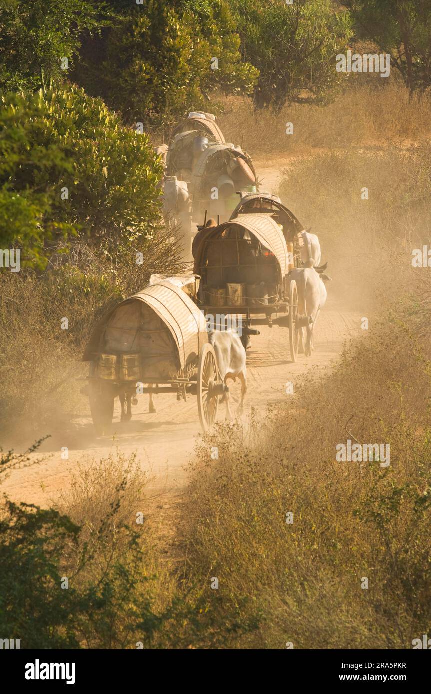 Ox-cart on dusty road, ncart, draught ox, draught oxen, ncart, zebu, zebu cattle, Bagan, Burma, Pagan, Myanmar Stock Photo