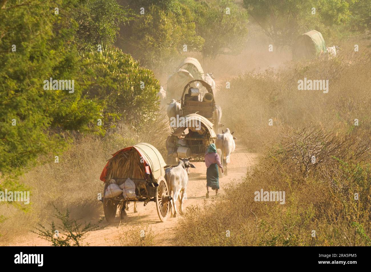 Ox-cart on dusty road, ncart, draught ox, draught oxen, ncart, zebu, zebu cattle, Bagan, Burma, Pagan, Myanmar Stock Photo