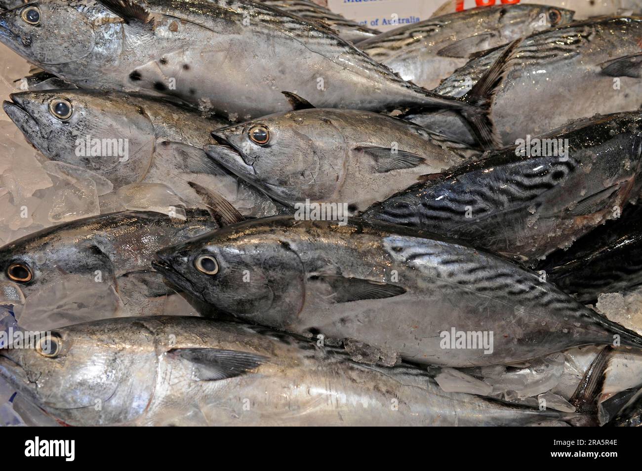 Chub (Scomber japonicus) Mackerels, fish market, Sydney, New South Wales, Australia Stock Photo