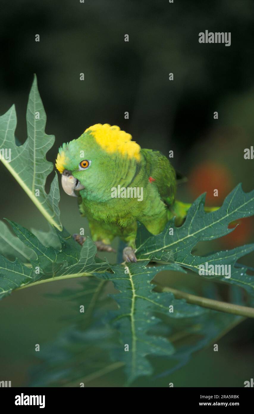 Yellownaped Amazon (Amazona ochrocephala auropalliata), Honduras Stock Photo Alamy