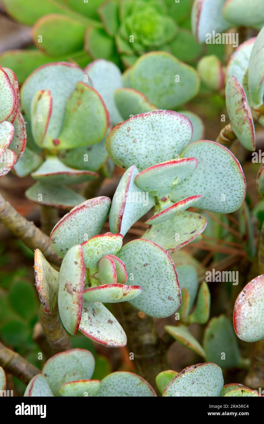 Jade plant (Crassula obliqua) (Crassula ovata) Stock Photo