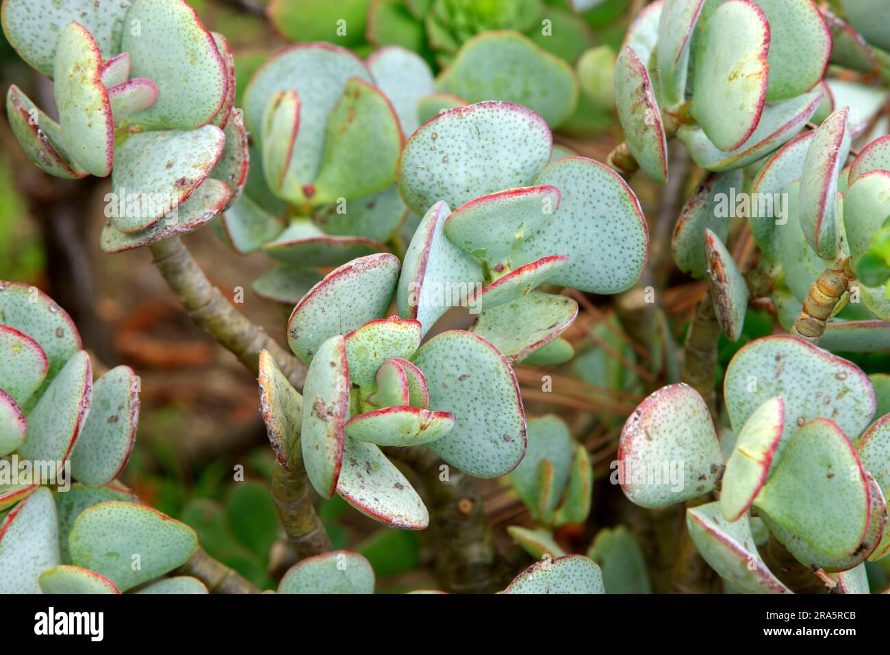 Jade plant (Crassula obliqua) (Crassula ovata) Stock Photo