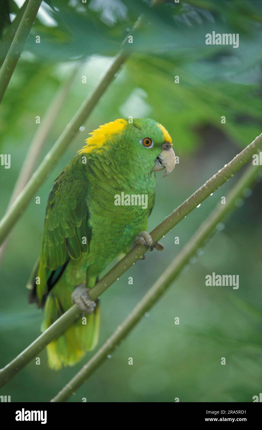 Yellow-naped Amazon (Amazona ochrocephala auropalliata), Honduras Stock Photo