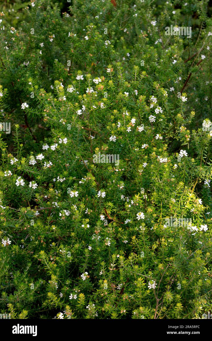 Coastal rosemary (Westringia fruticosa), Australia Stock Photo