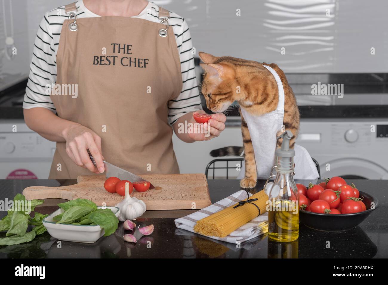 The cat and its owner in aprons cook food together in the home kitchen. The cat watches as the woman cuts the tomatoes. Stock Photo