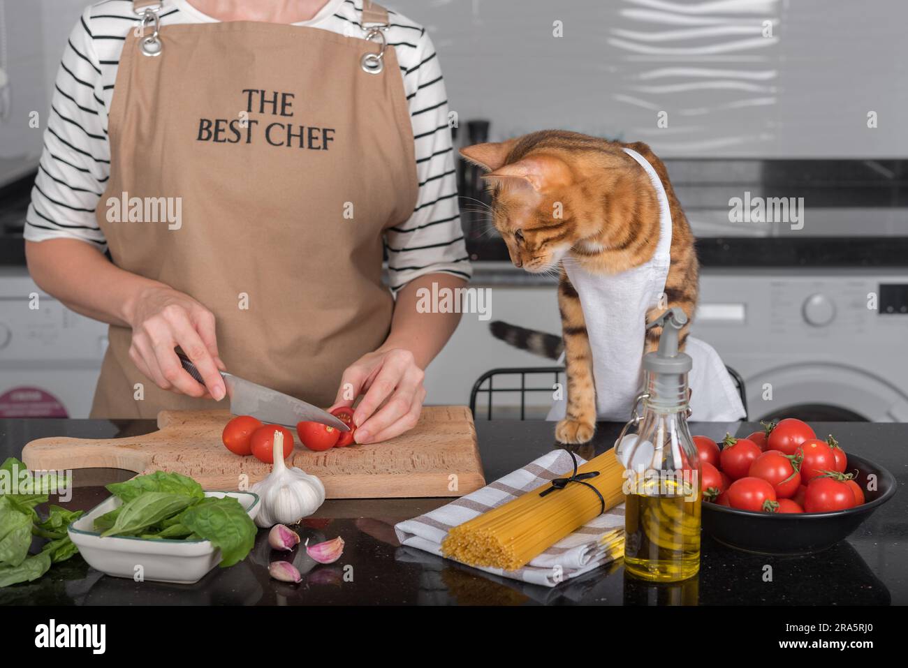 The cat and its owner in aprons cook food together in the home kitchen. The cat watches as the woman cuts the tomatoes. Stock Photo