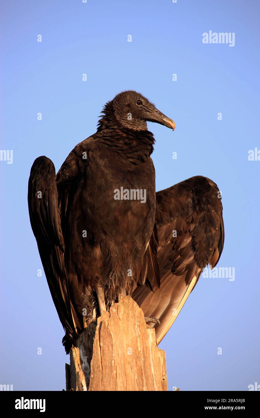 Black vulture (Coragyps atratus), Florida, USA Stock Photo