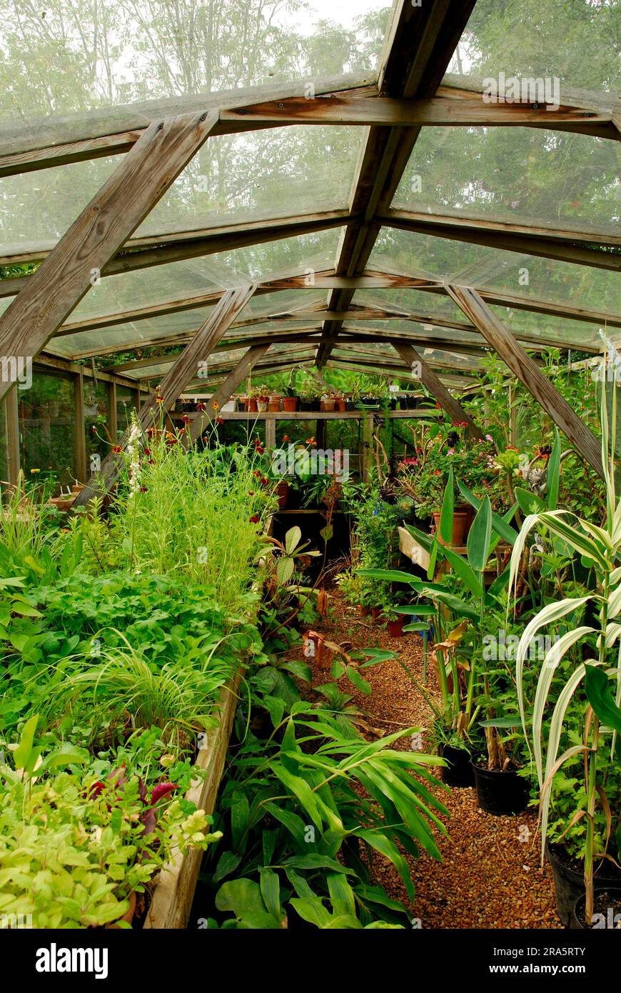 Greenhouse, Great Dixter, Northiam, Kent, England, Great Britain Stock Photo Alamy