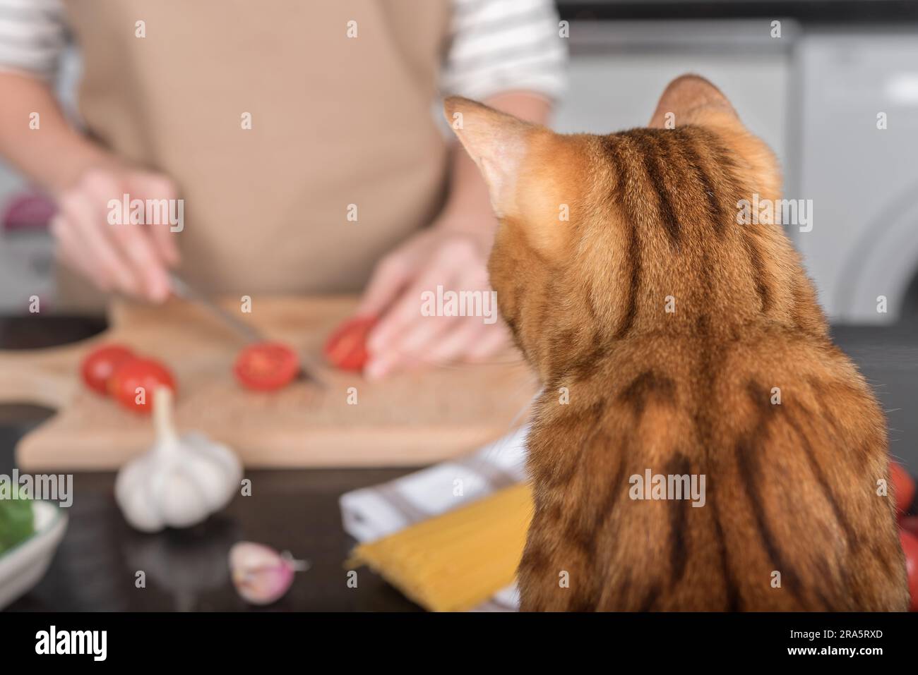 A domestic cat watches how her owner prepares food. View from the back ... Biology Diagrams
