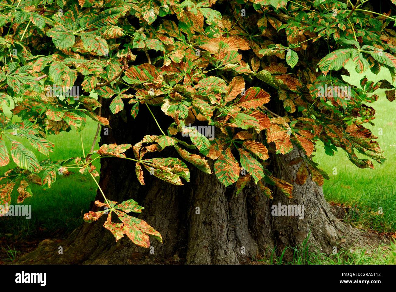 Horsechestnut (Aesculus hippocastanum) Leaves with damage from the horse chestnut leaf miner