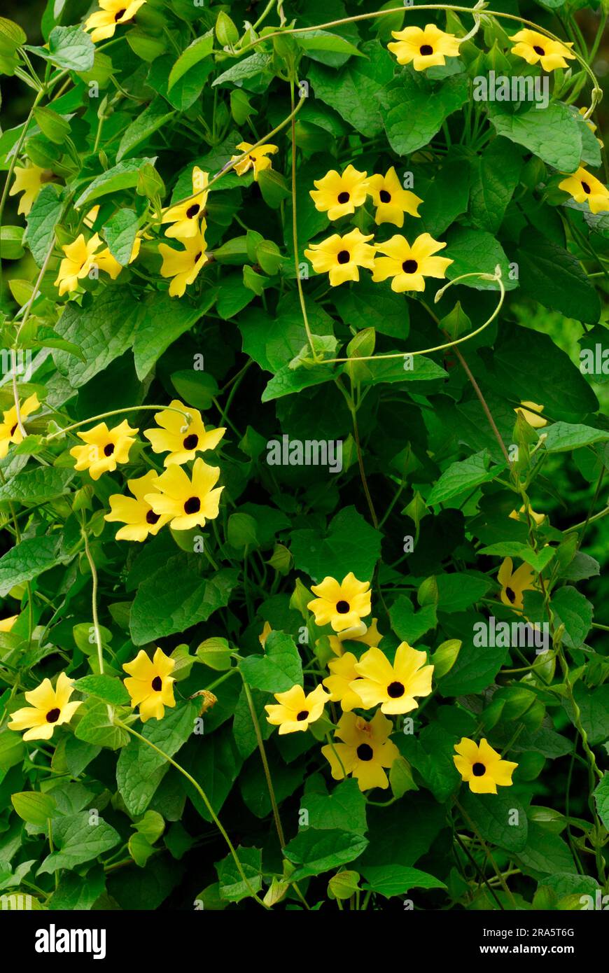 Black-eyed Susan vine (Thunbergia alata Stock Photo - Alamy