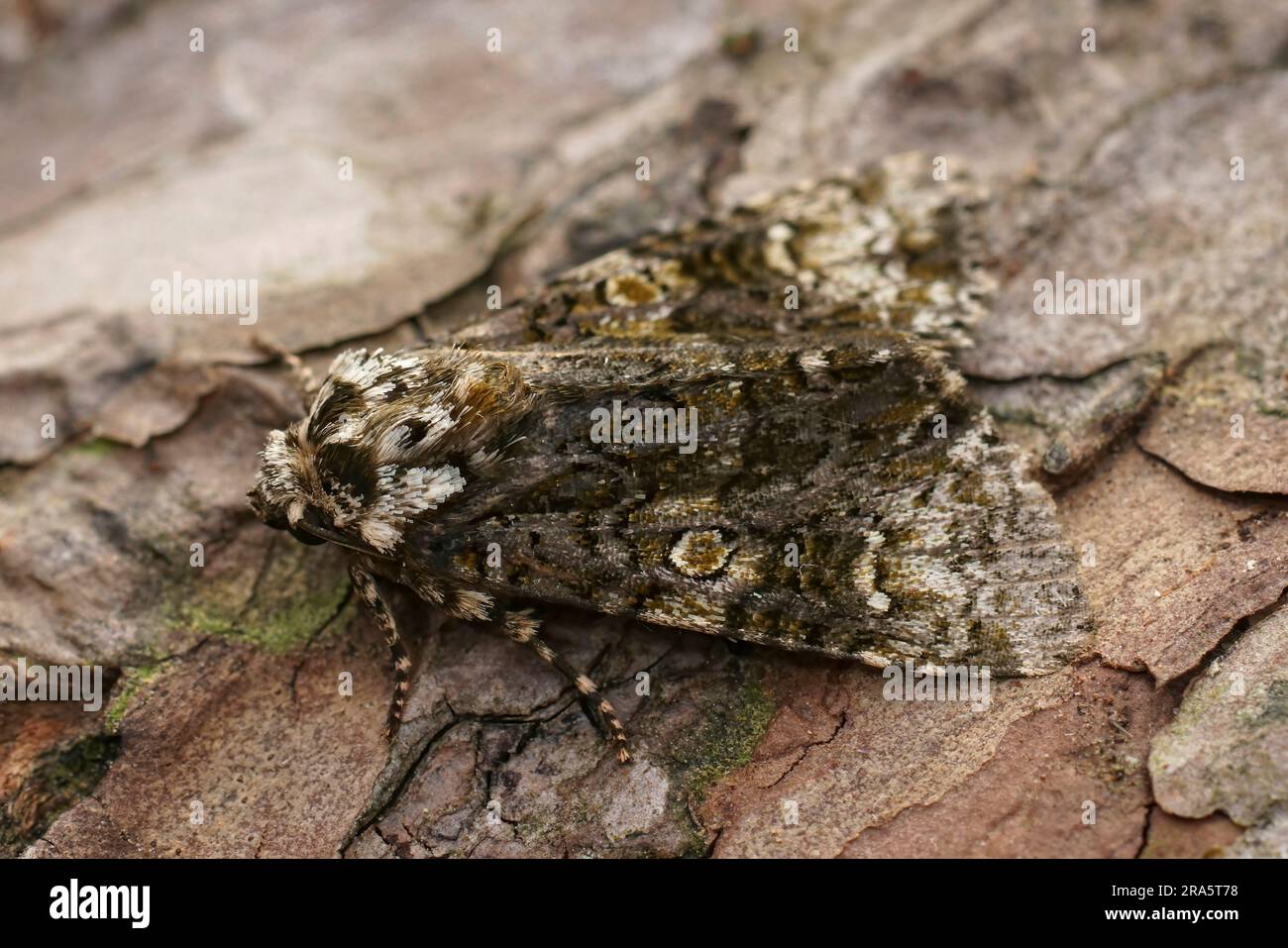 Natural closeup on the coronet owlet moth, Craniophora ligustri sitting on wood Stock Photo