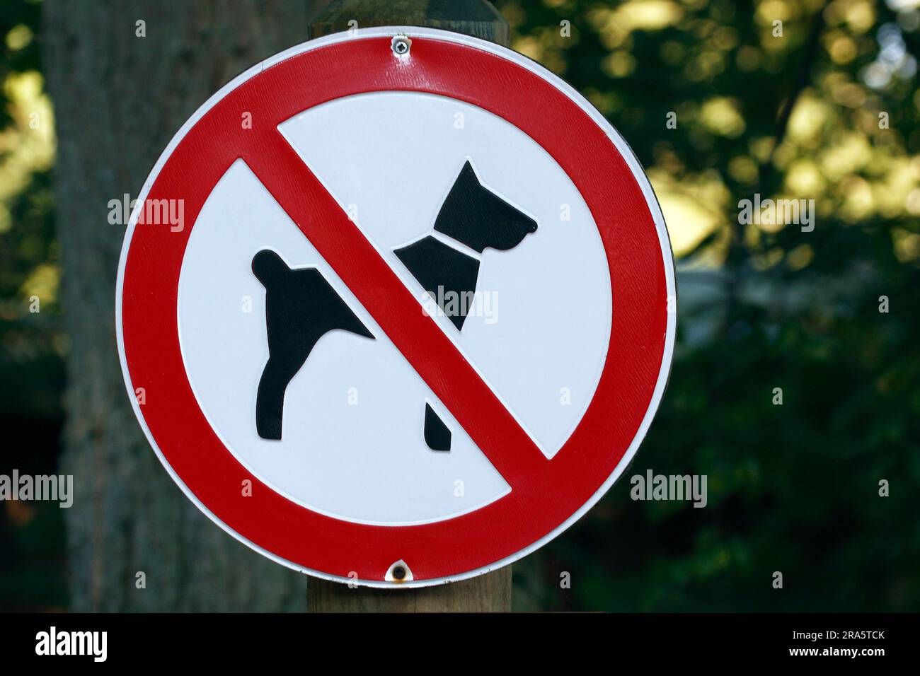Sign 'Dogs prohibited', Germany, not allowed, prohibition sign Stock