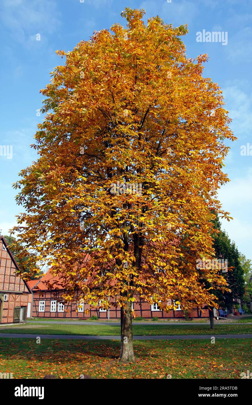 Horse-chestnut (Aesculus hippocastanum), village square, Rundlingsdorf Luebeln, Luechow-Dannenberg, Lower Saxony, Luebeln Stock Photo