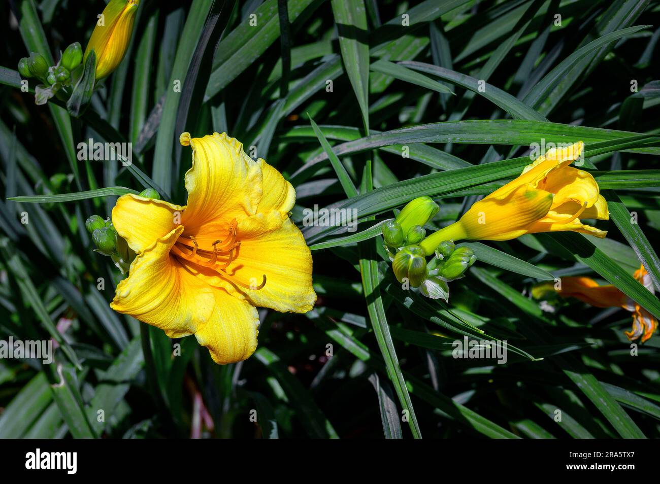 Yellow daylilies (Hemerocallis lilioasphodelus), Allgaeu, Bavaria, Germany Stock Photo