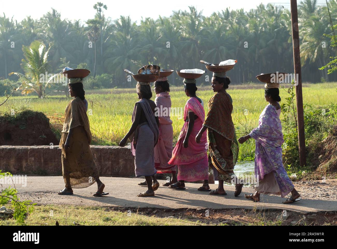 Village women on their way to work place by walk, Tamil Nadu, India, Asia Stock Photo