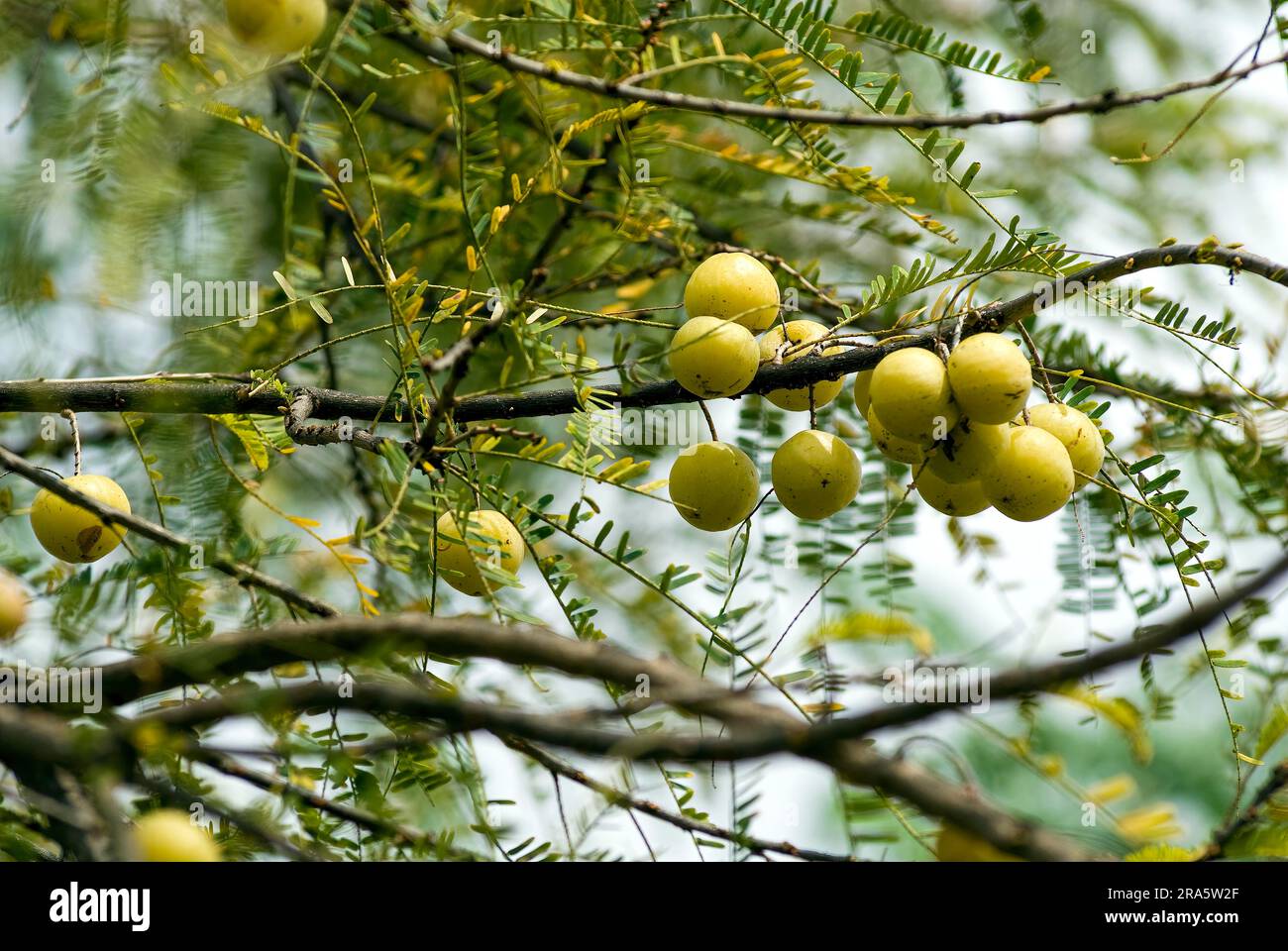 Indian Gooseberry, Amalaki, emblic myrobalan, euphorbiaceae, fruit (Phyllanthus emblica linn.) (Emblica officinalis gaertn) Tamil Nadu, South India Stock Photo
