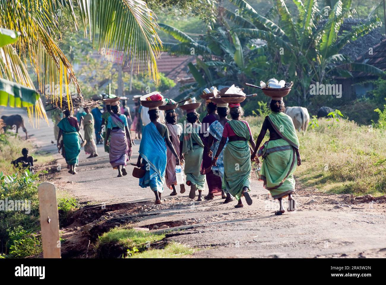 Village women on their way to work place by walk, Tamil Nadu, India, Asia Stock Photo
