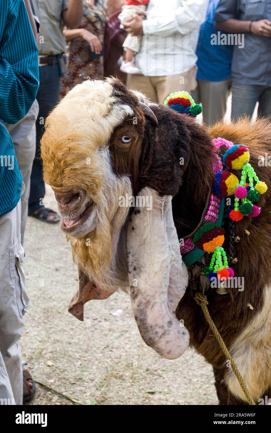 Jamnapari Jamunapari Etawah Indian breed of domestic goat Pet show at ...