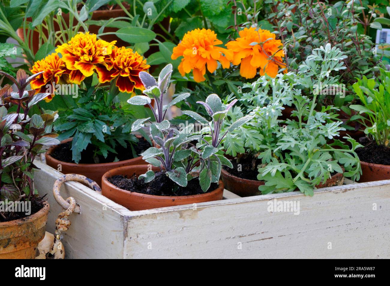 Herbaceous plants hi-res stock photography and images - Alamy