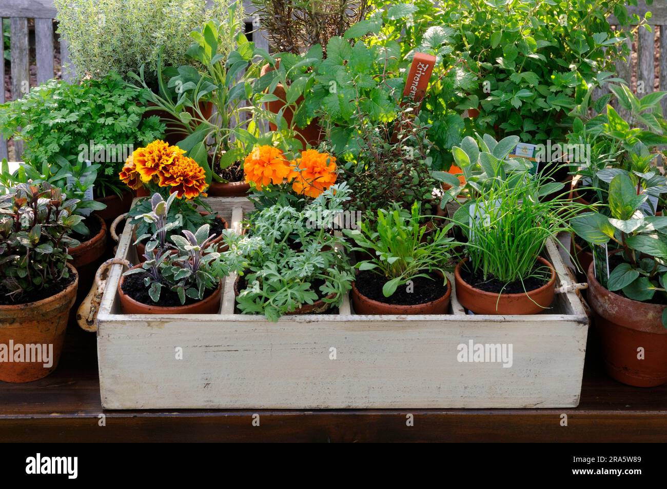 Garden flowers pot plants hi-res stock photography and images - Alamy