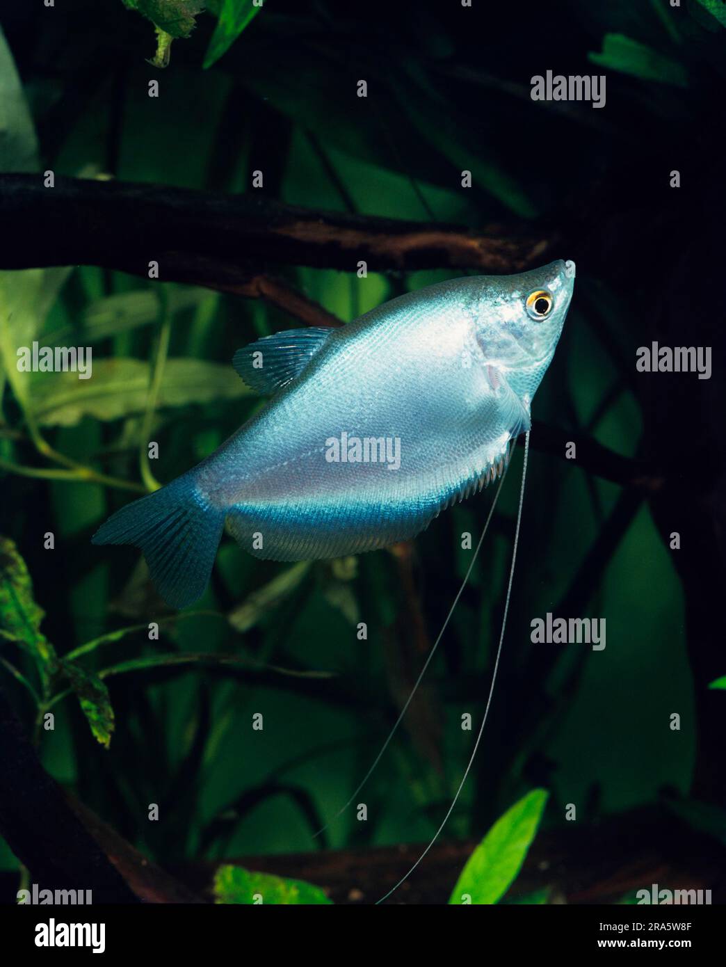 Moonlight gourami (Trichogaster microlepis), moonlight gourami, lateral Stock Photo