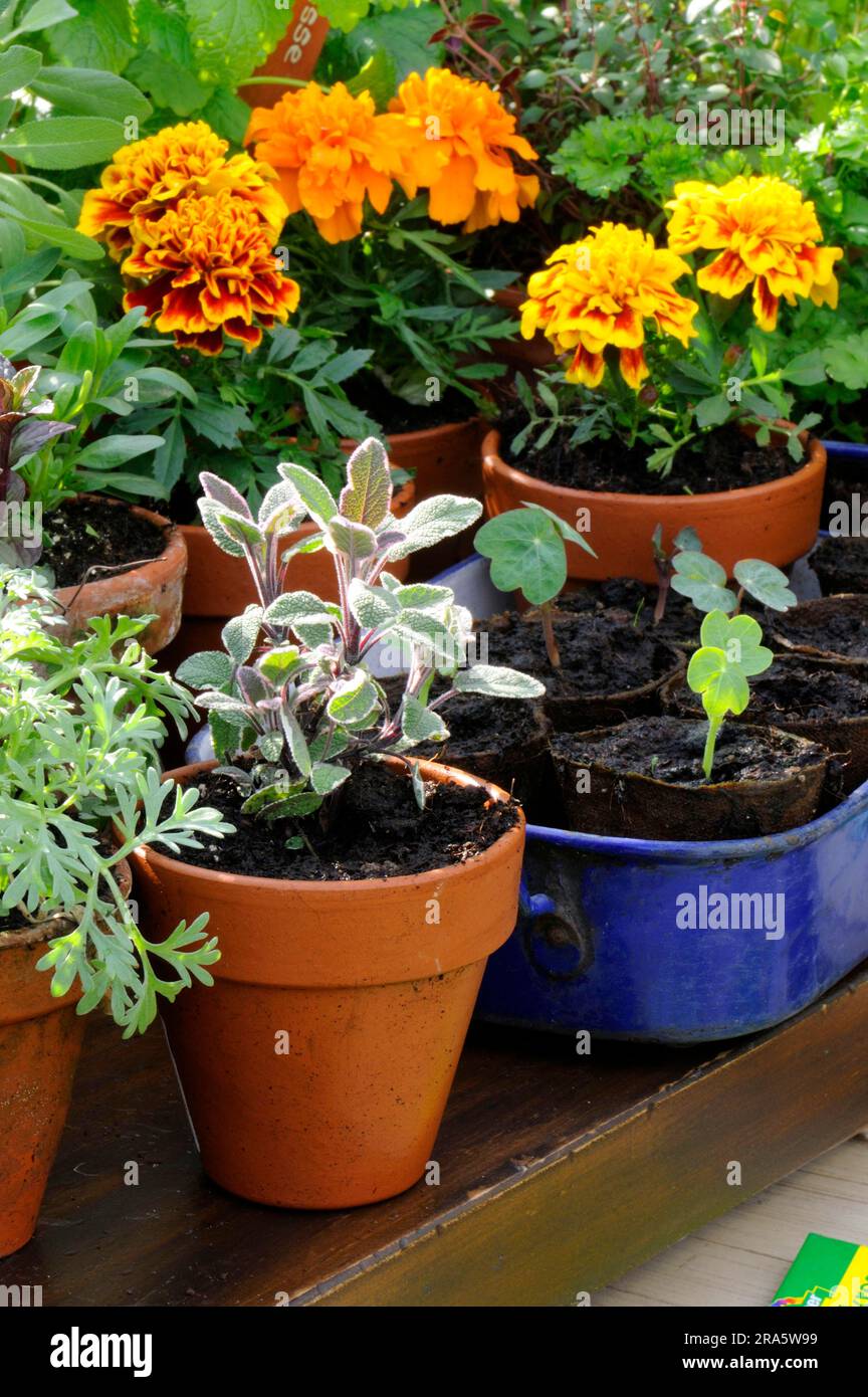 Herbaceous plants hi-res stock photography and images - Alamy