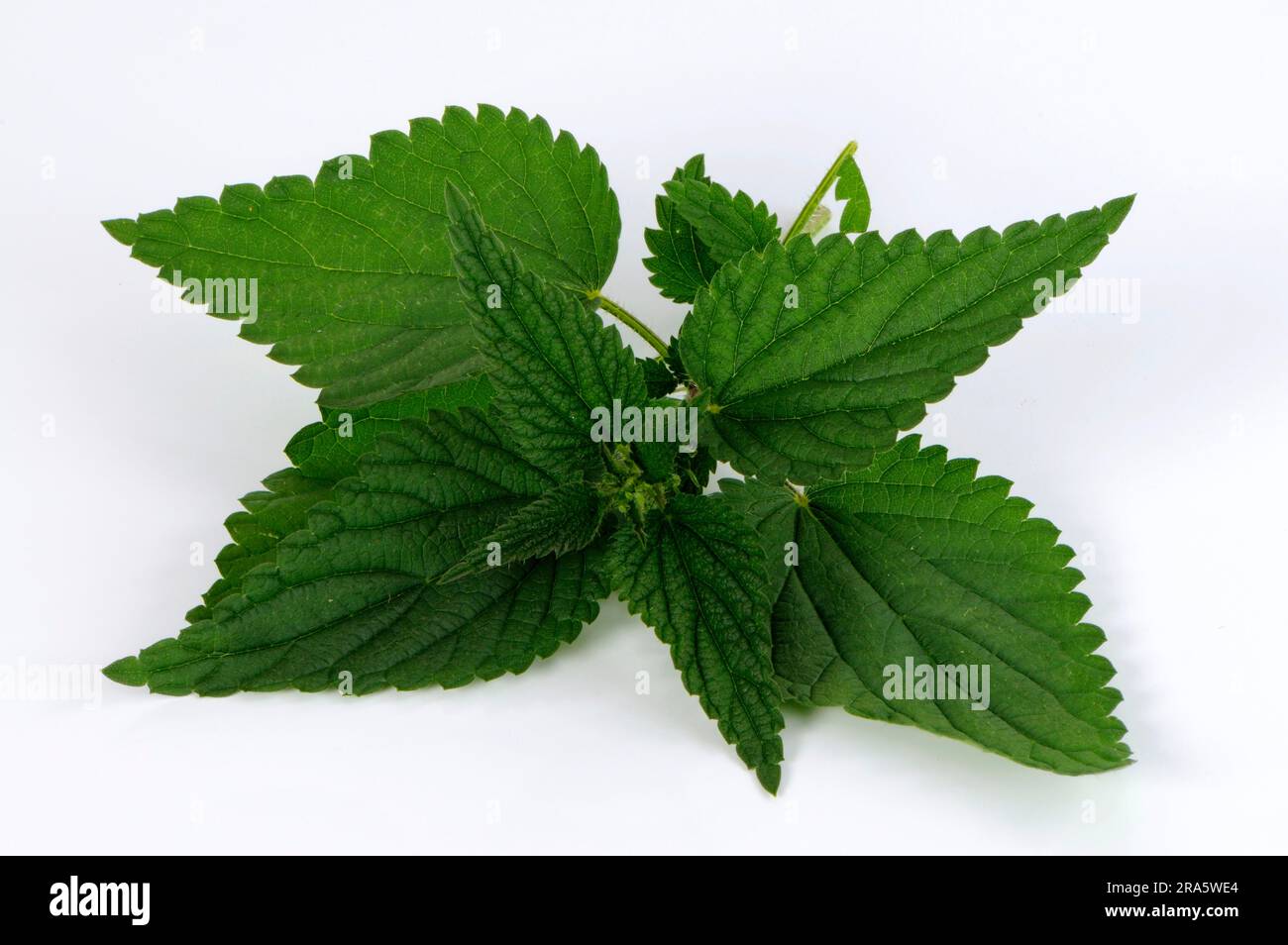 Nettle leaves (Urtica dioica Stock Photo Alamy