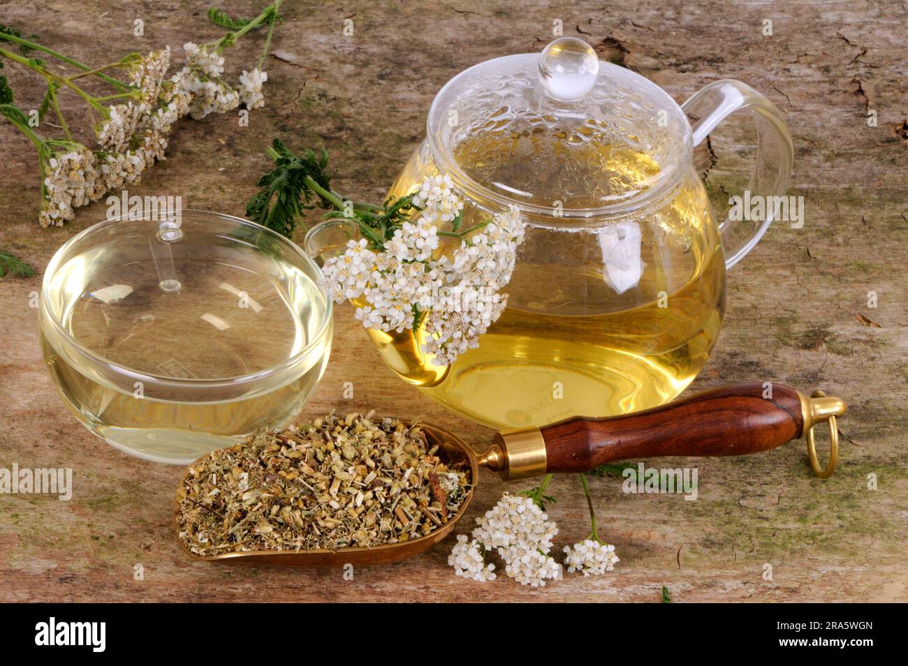 Cup and teapot with yarrow tea (Achillea millefolium), yarrow tea Stock ...