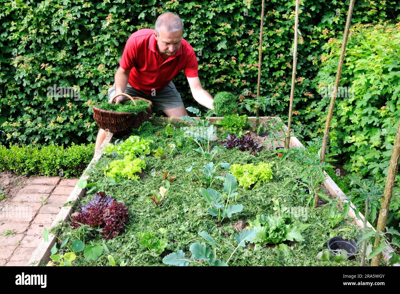 Man prepares raised bed, mulch with grass clippings, young plants