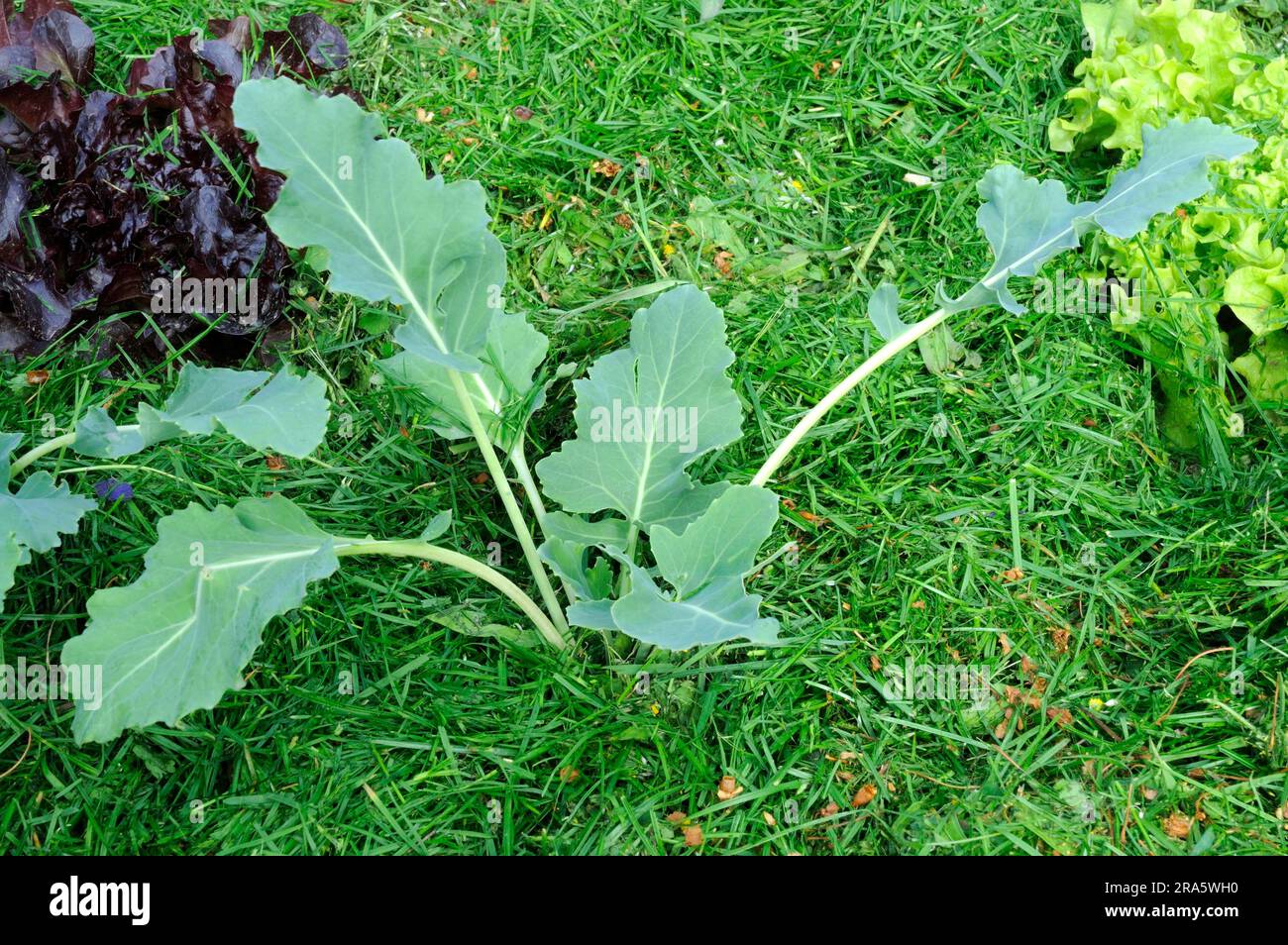 Preparation of raised bed, mulching with grass clippings, young plants