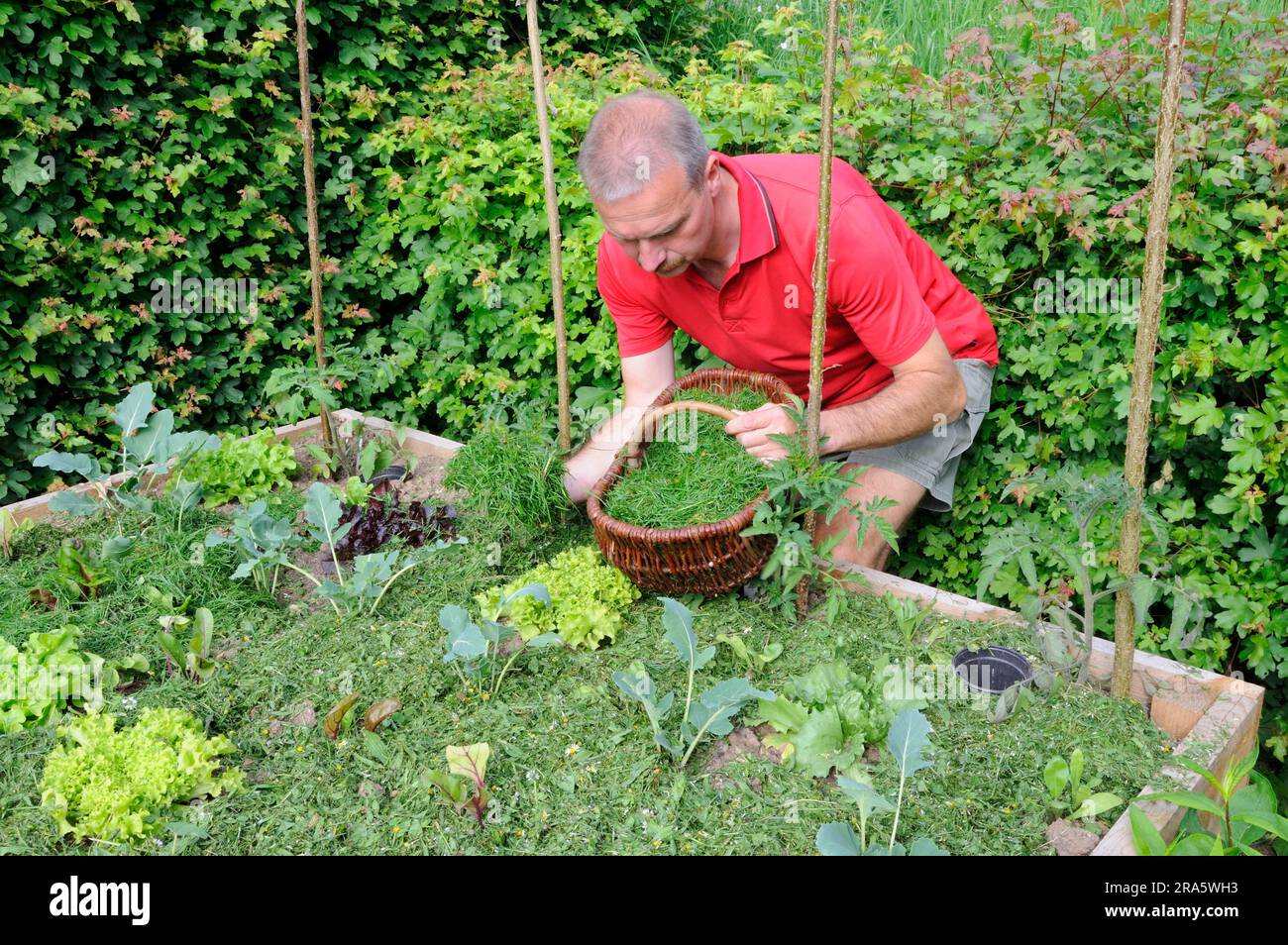 Man prepares raised bed, mulch with grass clippings, young plants