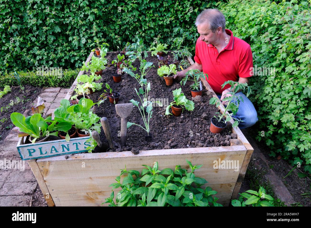 Man prepares raised bed, seedlings, vegetable plants, planting Stock