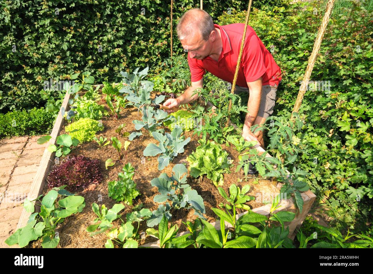 Man rakes raised bed, mulched with grass clippings, young plants